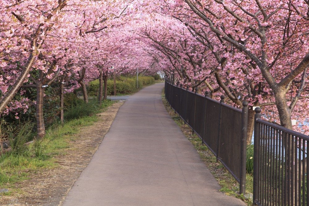 🌸 미사토 매화나무 숲 젠치 행사장 (미사토 바이린 젠치 카이죠) 이미지 6